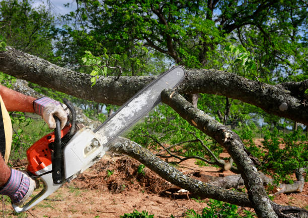 The Steps Involved in Our Tree Care Process in Falmouth, KY